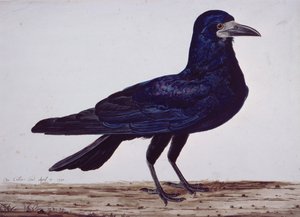 A Rook